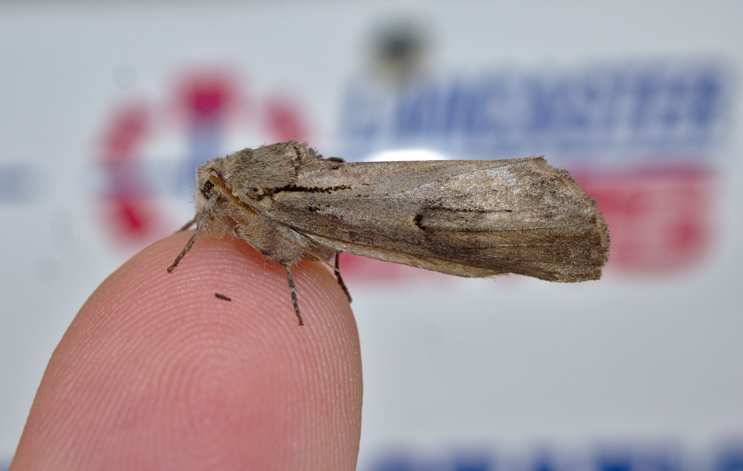 A Buck station find_20200812.jpg